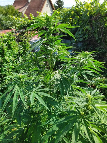 Growreport Bild 8