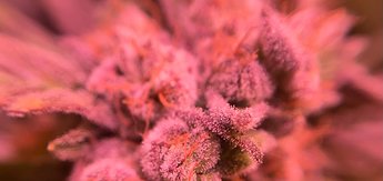 Growreport Bild 14