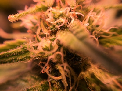 Growreport Bild 48