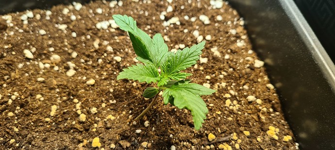 Growreport Bild 4