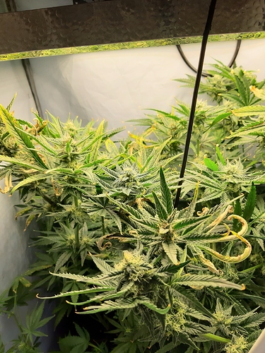 Growreport Bild 1