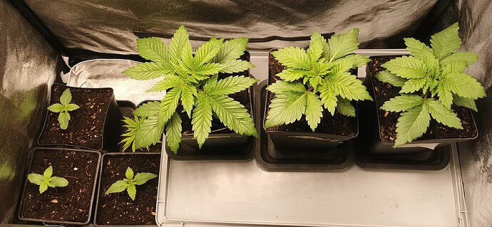 Growreport Bild 13