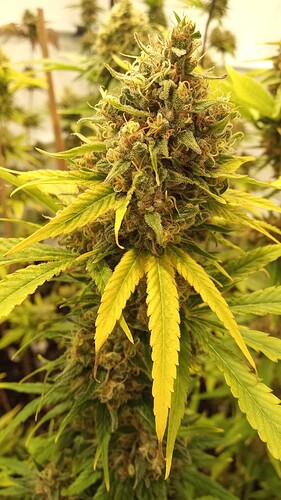 Growreport Bild 3