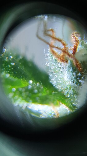 20220127_180350 - Copy