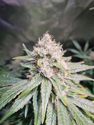Growreport Bild 2