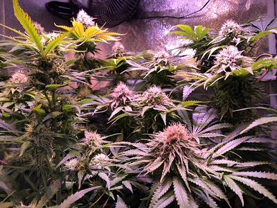 Growreport Bild 9