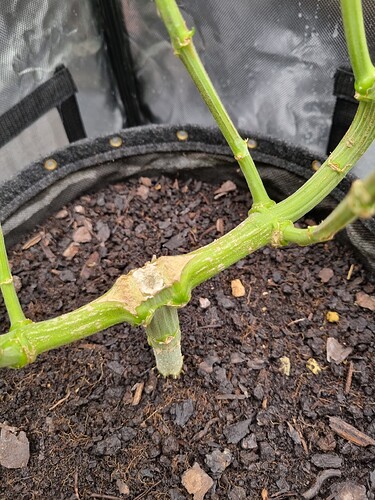 Growreport Bild 4