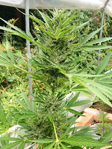 Growreport Bild 18