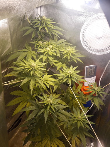 Growreport Bild 3