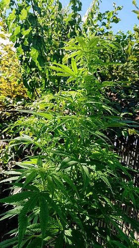 obscura1662029363463