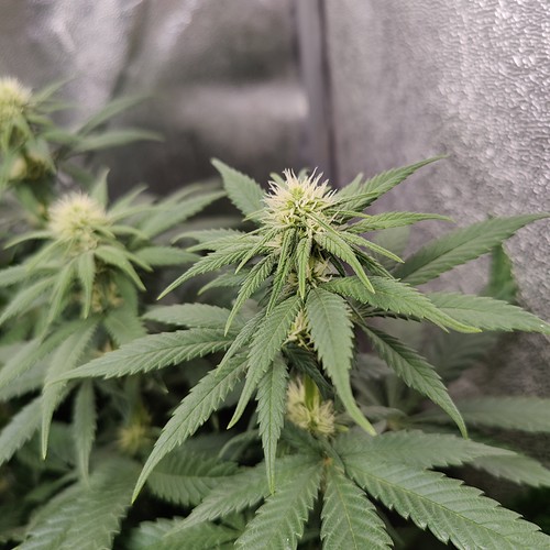 Growreport Bild 14