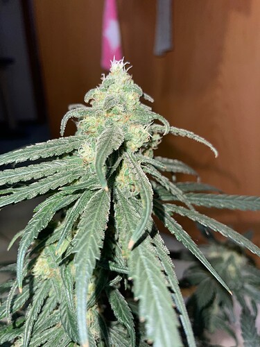 Growreport Bild 7