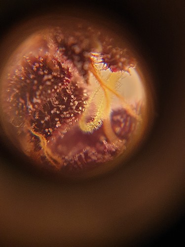 Growreport Bild 5