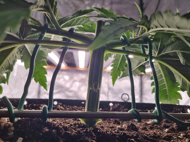 Growreport Bild 5