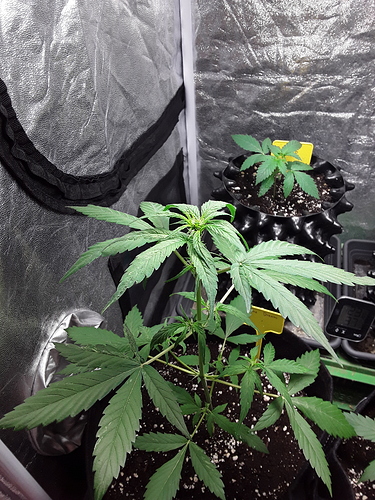 Growreport Bild 17