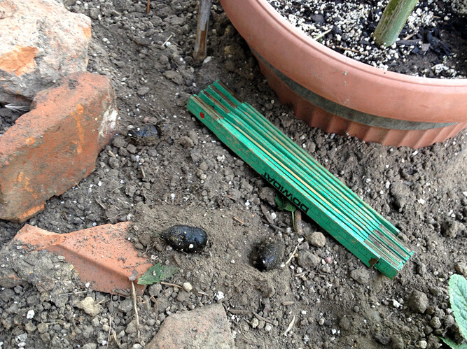 Growreport Bild 31