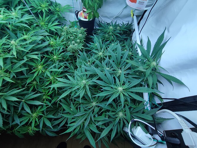 Growreport Bild 5