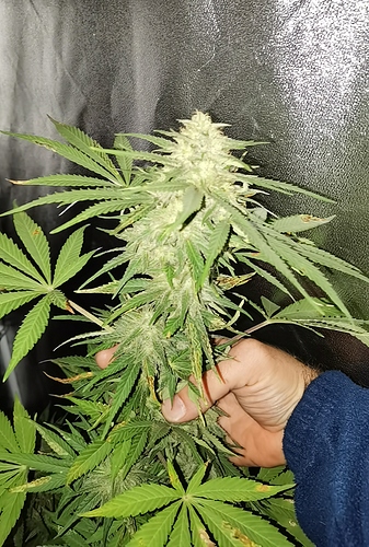 Growreport Bild 2