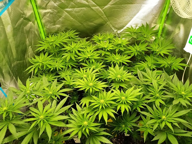 Growreport Bild 14