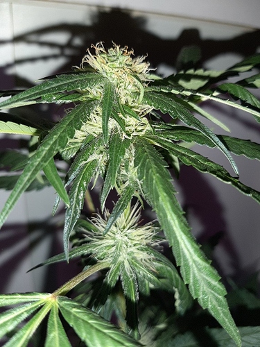 Growreport Bild 3