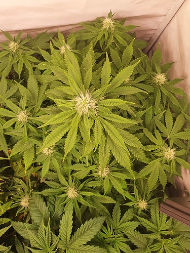 Growreport Bild 8
