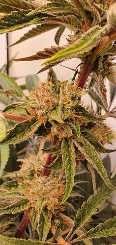Growreport Bild 11