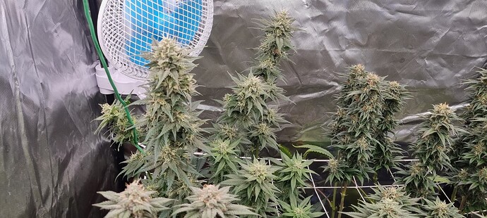 Growreport Bild 23
