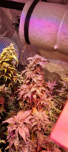 Growreport Bild 19