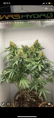 Growreport Bild 3