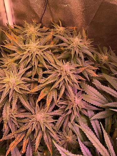 Growreport Bild 7