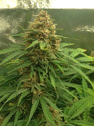 Growreport Bild 6