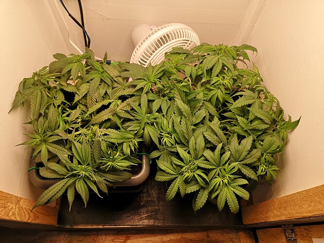 Growreport Bild 3