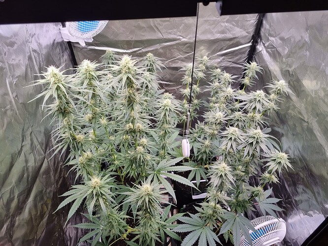 Growreport Bild 1