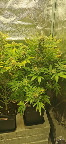 Growreport Bild 42