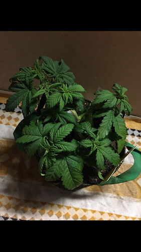 Growreport Bild 3