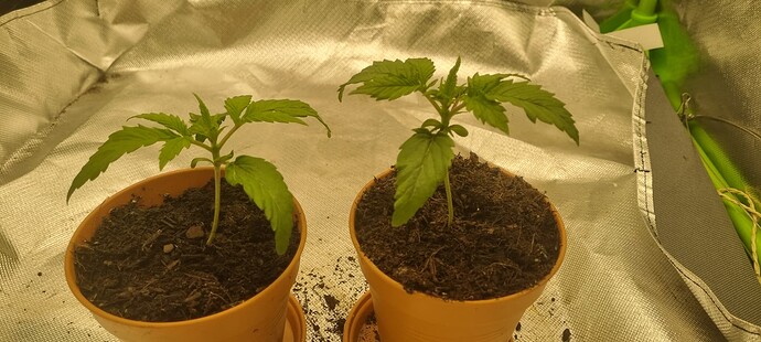 Growreport Bild 2