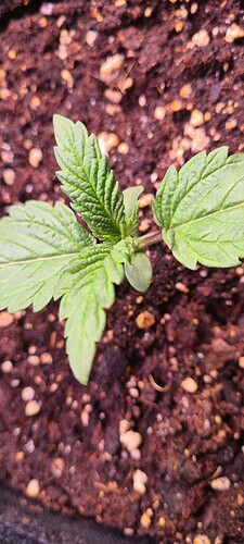 Growreport Bild 17