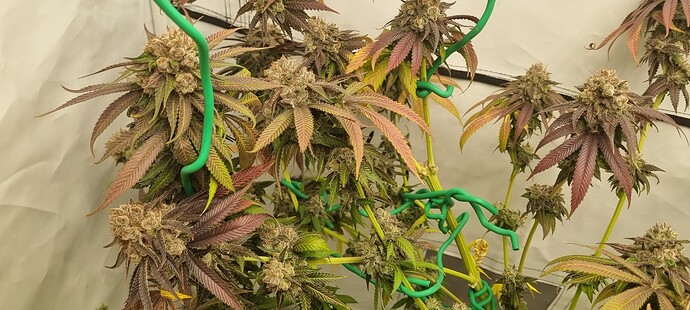 Growreport Bild 1