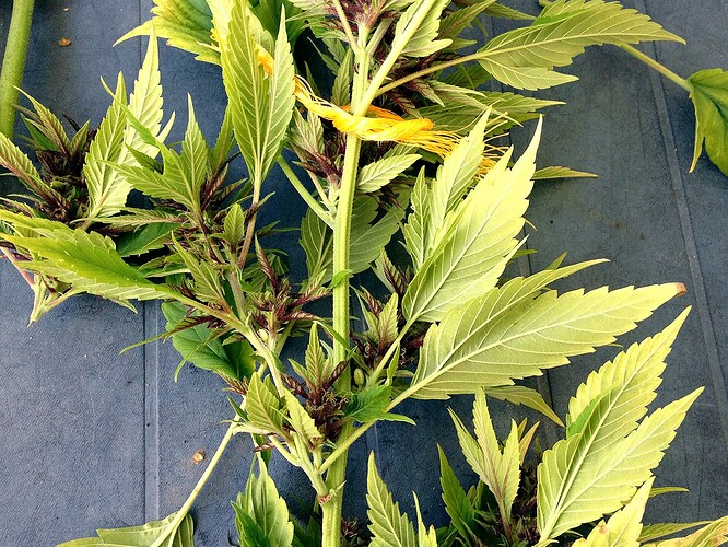 Growreport Bild 3