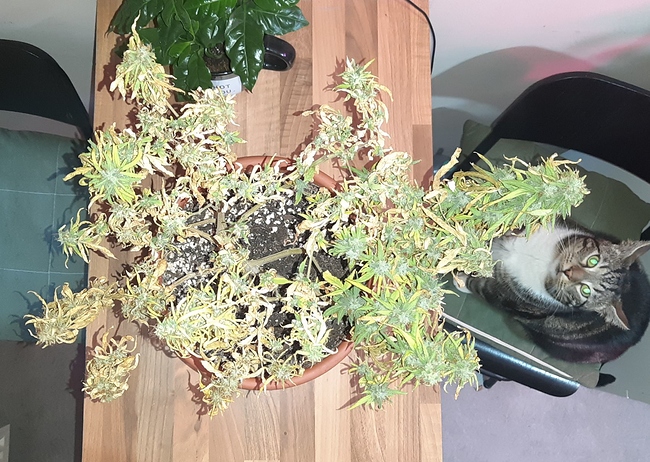 Growreport Bild 1