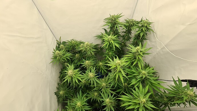 Growreport Bild 2