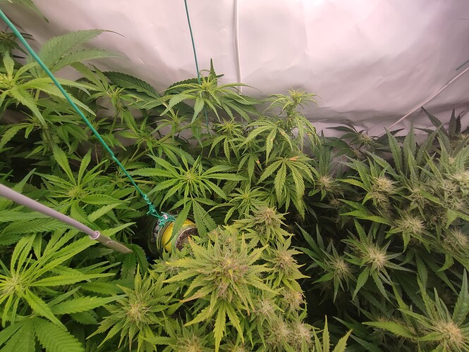 Growreport Bild 71