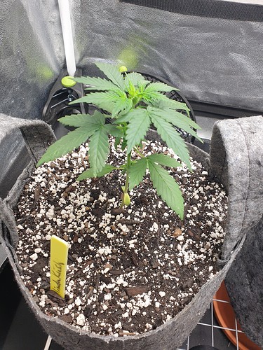 Growreport Bild 8