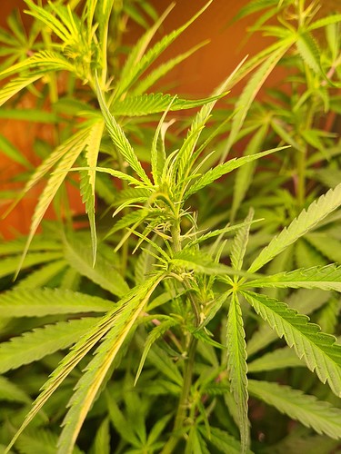 Growreport Bild 1