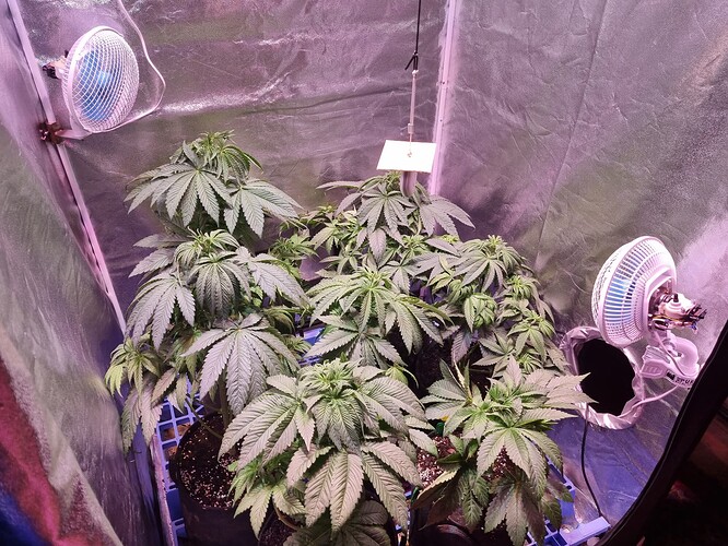 Growreport Bild 5