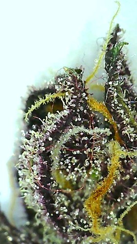 Growreport Bild 10