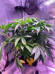 Growreport Bild 20
