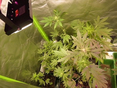 Growreport Bild 25