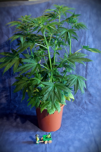 Growreport Bild 8
