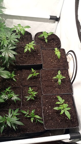 Growreport Bild 52
